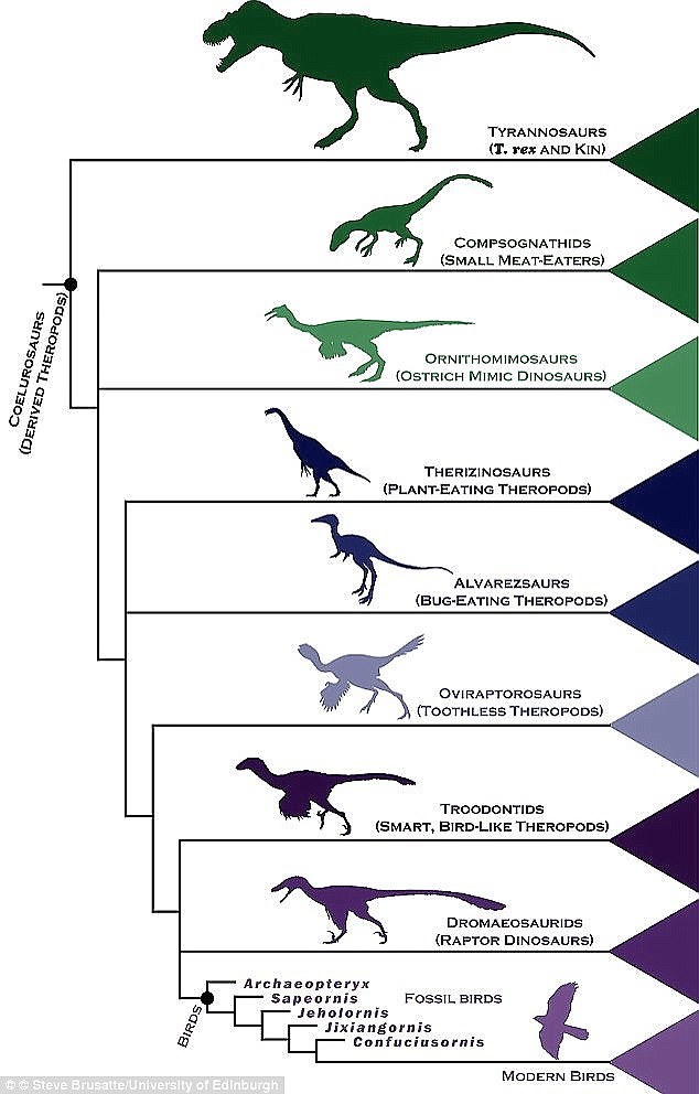 18-5-3-1447214692DA6300000578-5104527-Both_birds_and_reptiles_descended_from_archosaurs_who_dominated_-a-113_1511282017778