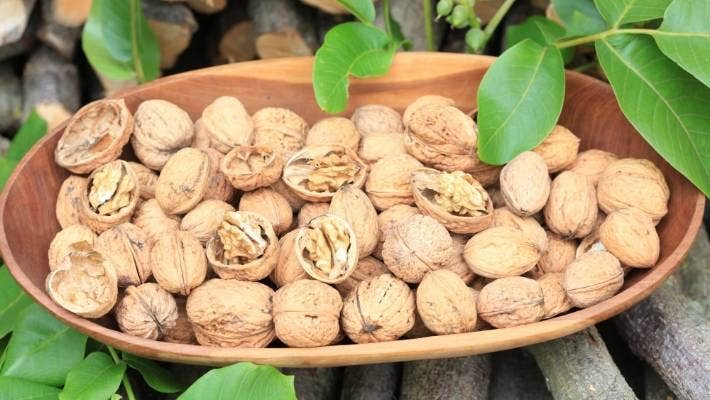 بهترین زمان کاشت نهال گردو در مناطق سردسیر چه فصلی است؟ 3