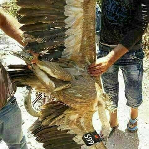 کرکس جاسوس بازداشت شد/تصاویر