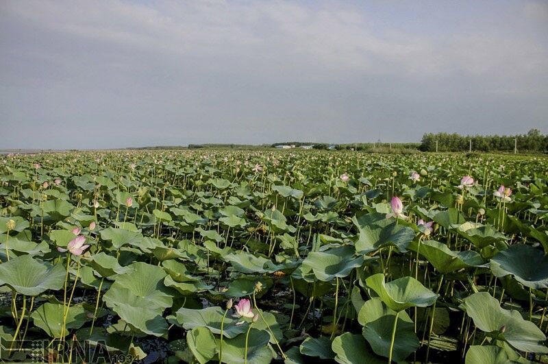 فصل نیلوفرهای آبی در تالاب انزلی/ تصاویر