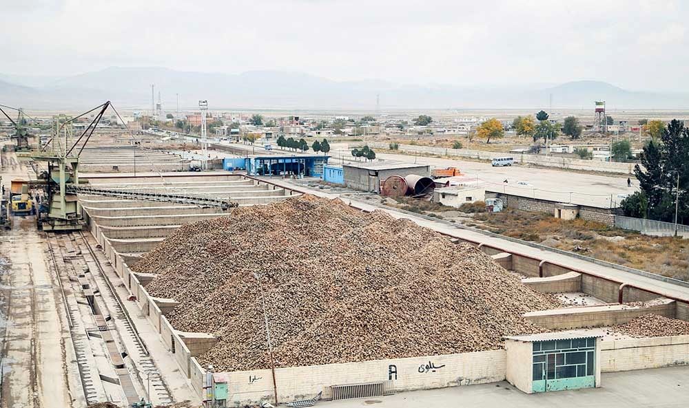 چغندر اینگونه شکر می‌شود/تصاویر