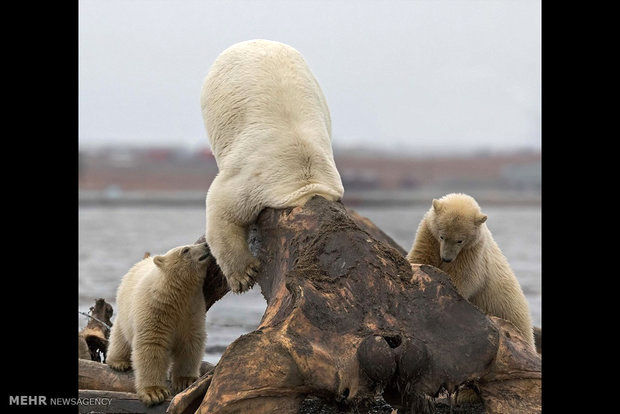 تصاویری از خرس‌های قطبی در جستجوی غذا