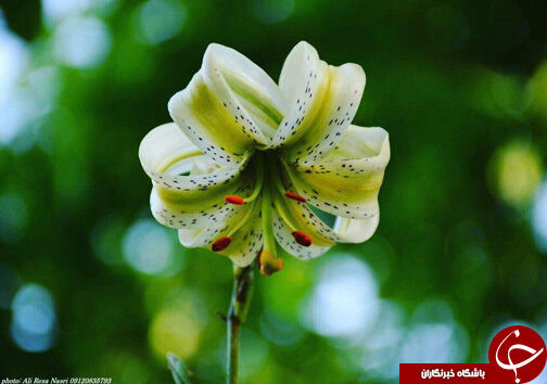 رویش نادرترین گل جهان در ایران +عکس