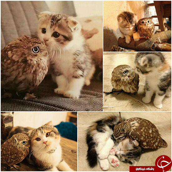 تصاویری از دوستی چند ساله گربه و جغد