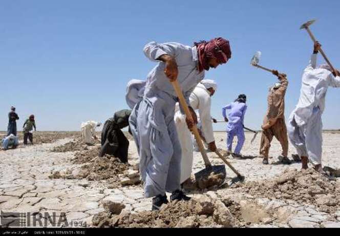 کشت خربزه درتالاب هامون