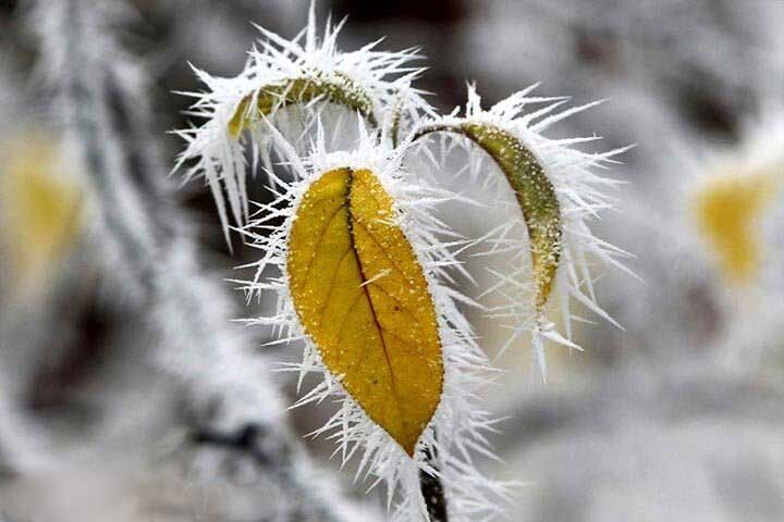 تصویری دیدنی از یخ زدن برگ‌ها