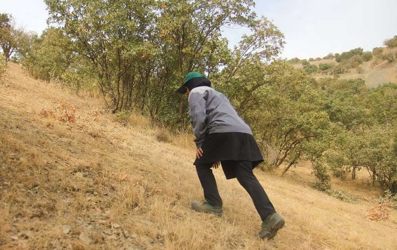 بانوی جنگلبان کردستان/تصاویر