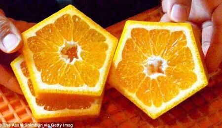 پرتقال 5 ضلعی ژاپنی ها /تصاویر