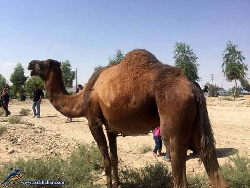 تجمع ده‌ها شتر در قم /تصاویر