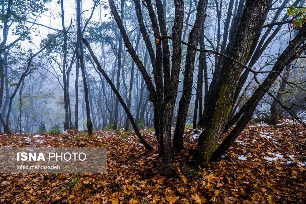 طبیعت پاییزی جنگل‌های ارسباران