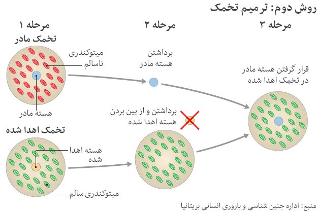 تولد نخستین کودک با 3 والد/عکس