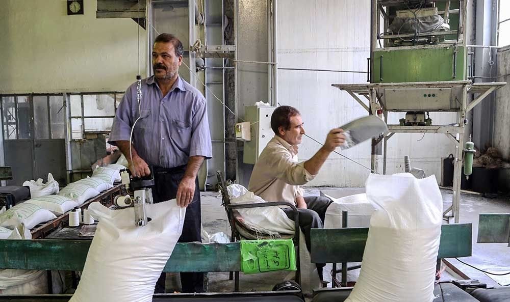 چغندر اینگونه شکر می‌شود/تصاویر