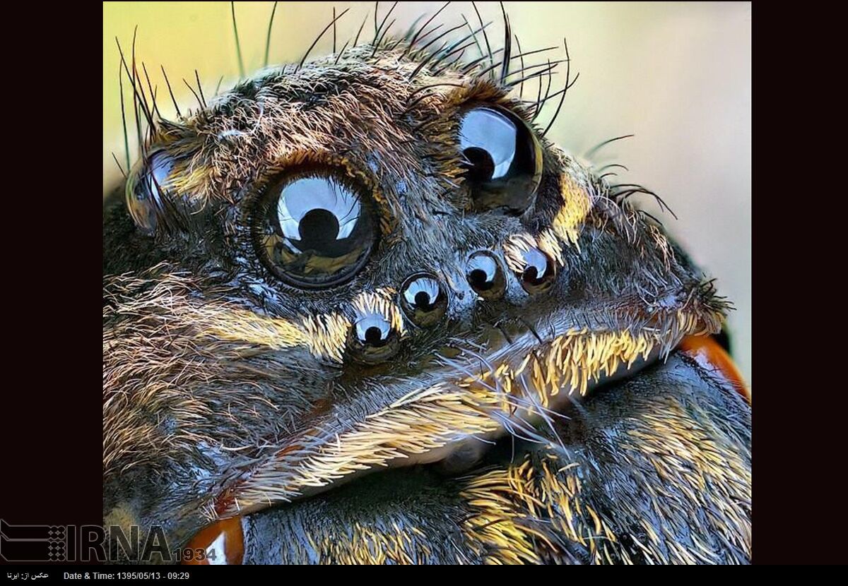 صورت عنکبوت ازنمای کاملانزدیک
