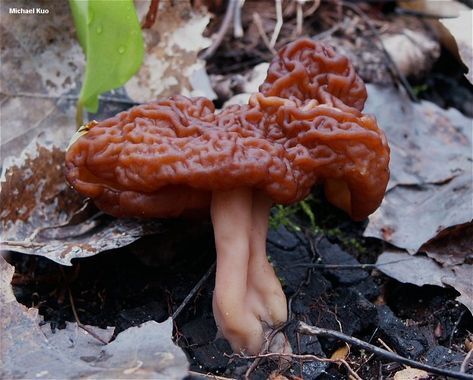 شکل عجیب خطرناک‌ترین قارچ دنیا