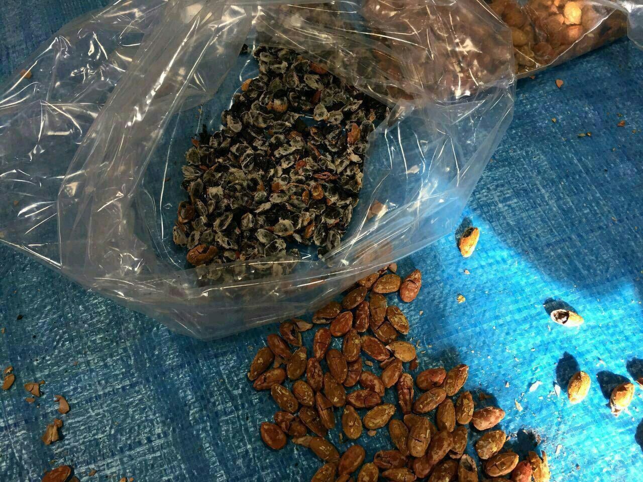 جاسازی تریاک به‌جای مغز تخمه!/عکس