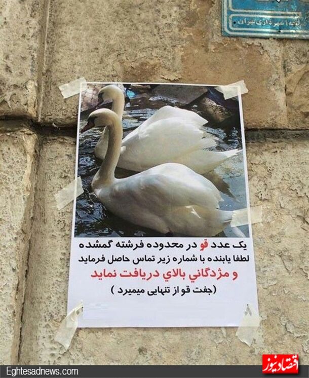 آگهی یک گمشده متفاوت در تهران+عکس