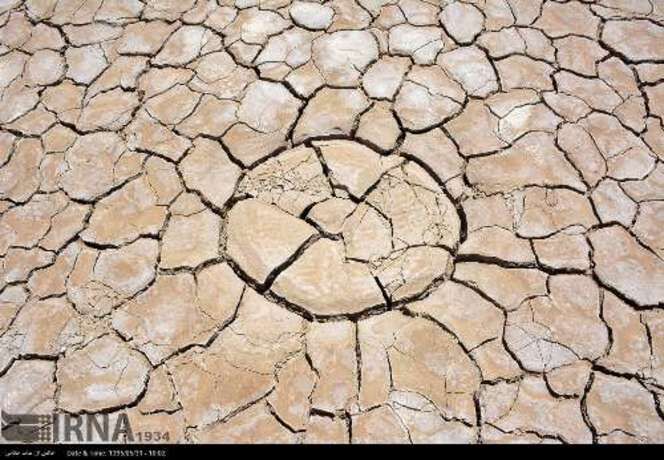 کشت خربزه درتالاب هامون